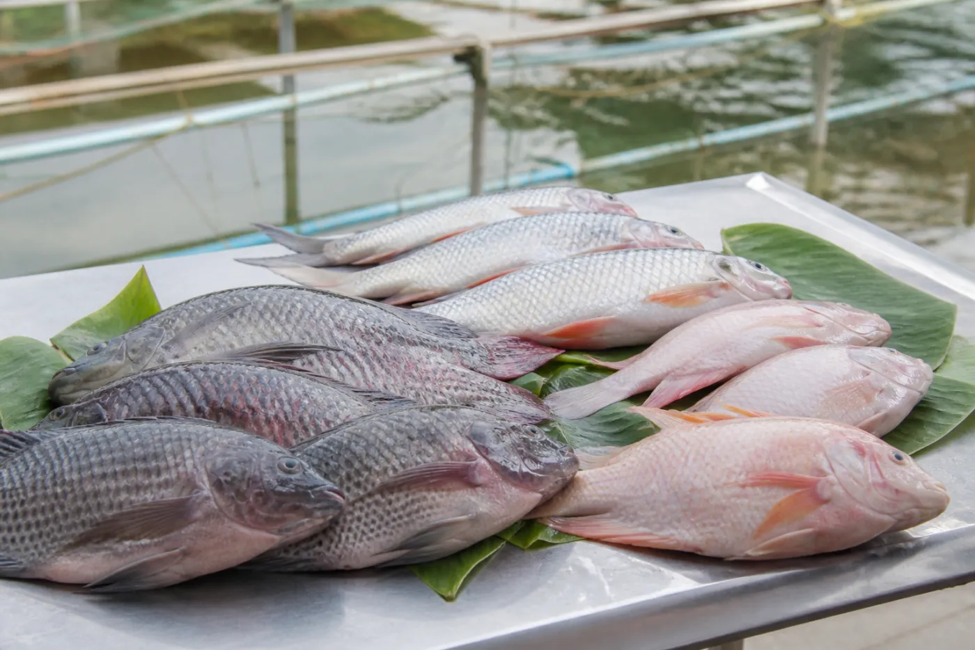 Ikan air tawar segar dalam konteks kebutuhan restoran